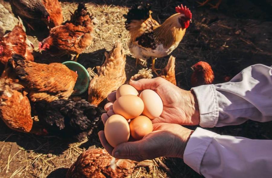 กะเทาะเปลือกเบื้องหลังไข่ไก่ “Cage free” การเดินทางจากเล้าไก่สู่จานอาหาร  พบเรื่องราวความพิเศษและความใส่ใจที่ถูกซ่อนอยู่ในทุกเมนูของ 