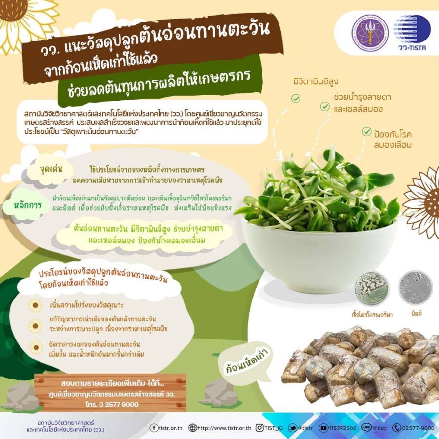 วว. แนะวัสดุปลูกต้นอ่อนทานตะวันจากก้อนเห็ดเก่าใช้แล้ว วว. แนะวัสดุปลูกต้นอ่อนทานตะวันจากก้อนเห็ดเก่าใช้แล้ว