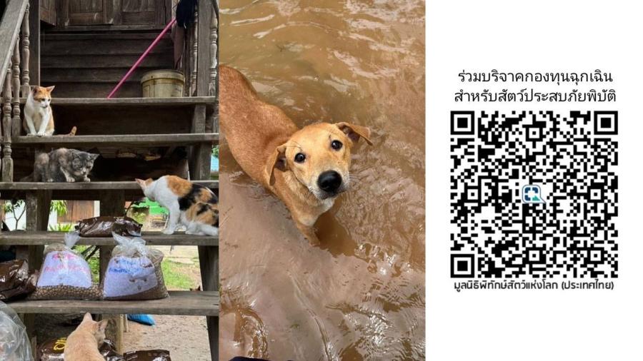 มูลนิธิพิทักษ์สัตว์แห่งโลก (ประเทศไทย) ชวนร่วมบริจาค  กองทุนฉุกเฉินสำหรับสัตว์ประสบภัยพิบัติ