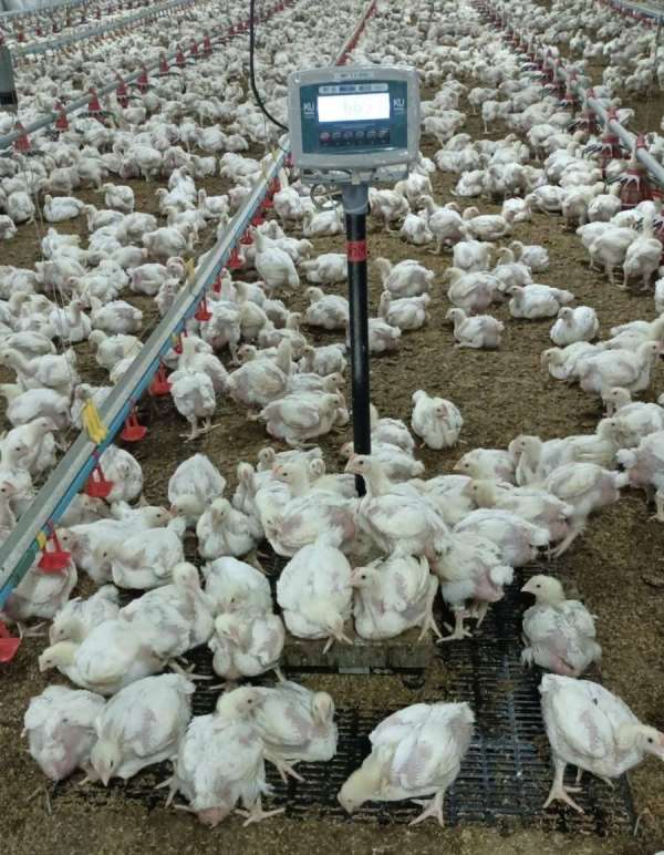นวัตกรรม ’’เครื่องชั่งน้ำหนักสัตว์ปีกอัจฉริยะ’’ ตอบโจทย์ Smart Farm ไทย