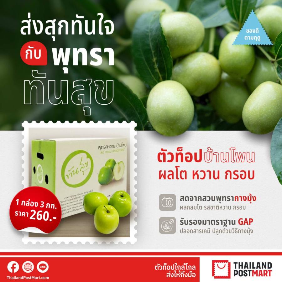 ไปรษณีย์ไทยส่งตรงของดีจากสวน “พุทรา ทันสุข” ผลไม้ตัวท็อปกาฬสินธุ์ หวาน กรอบระดับพรีเมียม ปลูกด้วยวิธีธรรมชาติ อุดหนุนได้ที่ไทยแลนด์โพสต์มาร์ท ไปรษณีย์ไทยส่งตรงของดีจากสวน “พุทรา ทันสุข” ผลไม้ตัวท็อปกาฬสินธุ์ หวาน กรอบระดับพรีเมียม ปลูกด้วยวิธีธรรมชาติ อุดหนุนได้ที่ไทยแลนด์โพสต์มาร์ท