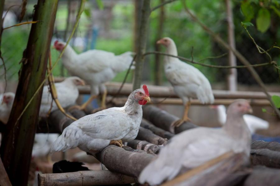 องค์กรพิทักษ์สัตว์แห่งโลก ปฏิวัติการเลี้ยงไก่ไทยอย่างยั่งยืน  สร้าง จ.สุรินทร์ ให้เป็นพื้นที่นำร่องเลี้ยงไก่โคราชแบบสวัสดิภาพสูง