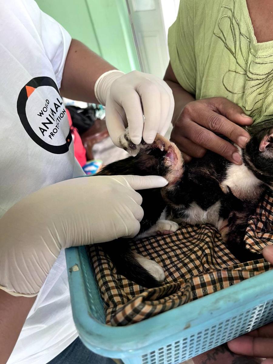 องค์กรพิทักษ์สัตว์แห่งโลกจับมือ Let’s Save The Strays International เร่งช่วยเหลือสัตว์ในมัณฑะเลย์หลังแผ่นดินไหว องค์กรพิทักษ์สัตว์แห่งโลกจับมือ Let’s Save The Strays International เร่งช่วยเหลือสัตว์ในมัณฑะเลย์หลังแผ่นดินไหว