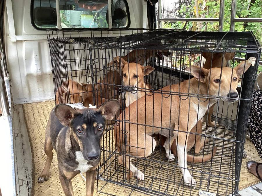 องค์กรพิทักษ์สัตว์แห่งโลกจับมือ Let’s Save The Strays International  เร่งช่วยเหลือสัตว์ในมัณฑะเลย์หลังแผ่นดินไหว