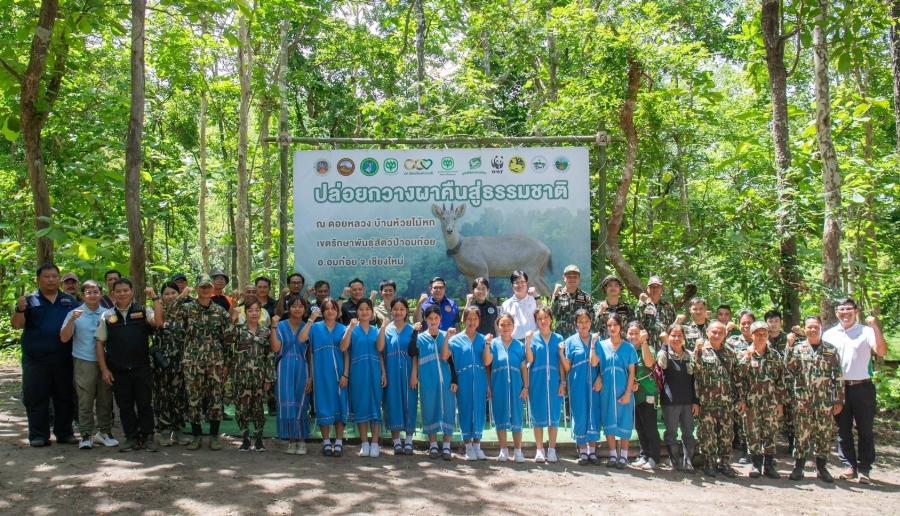 คืนชีวิตให้ป่า คืนกวางผาสู่ไพร… โครงการซีพีพัฒนา-อมก๋อยโมเดล กับบทบาทสำคัญในการอนุรักษ์สัตว์ป่าสงวนของไทย