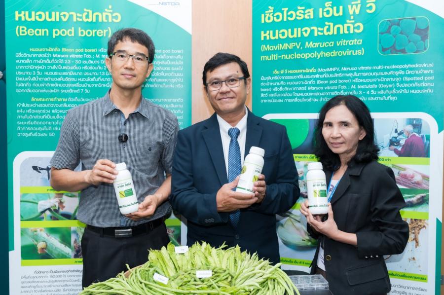 สวทช. เปิดตัว “NPV หนอนเจาะฝักถั่ว” นวัตกรรมชีวภาพปราบหนอนร้ายในถั่วฝักยาว หนุนพืชเศรษฐกิจไทย ส่งเสริมการเกษตรที่ยั่งยืน