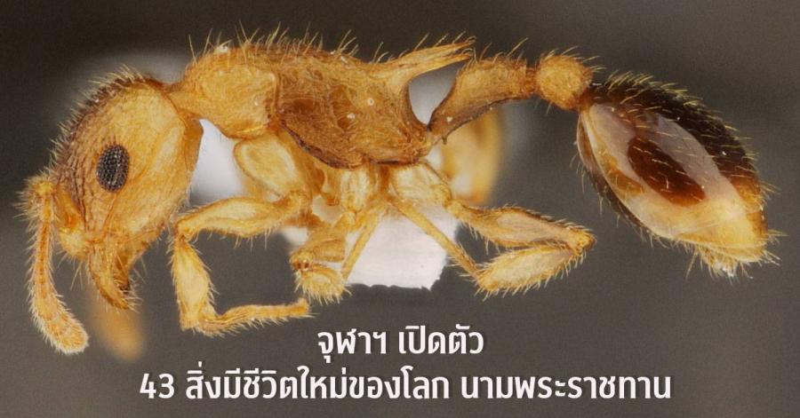 จุฬาฯ จัดงาน Chula the Impact ครั้งที่ 36 แถลง “43 สิ่งมีชีวิตใหม่ของโลก”  นามพระราชทาน เพื่อเฉลิมพระเกียรติสมเด็จพระกนิษฐาธิราชเจ้า  กรมสมเด็จพระเทพรัตนราชสุดา ฯ สยามบรมราชกุมารี