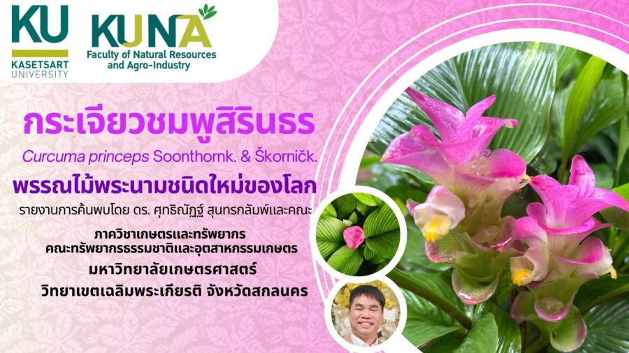 “กระเจียวชมพูสิรินธร ” พืชชนิดใหม่ของโลกค้นพบโดยนักวิจัยม.เกษตร ฯ และคณะ 