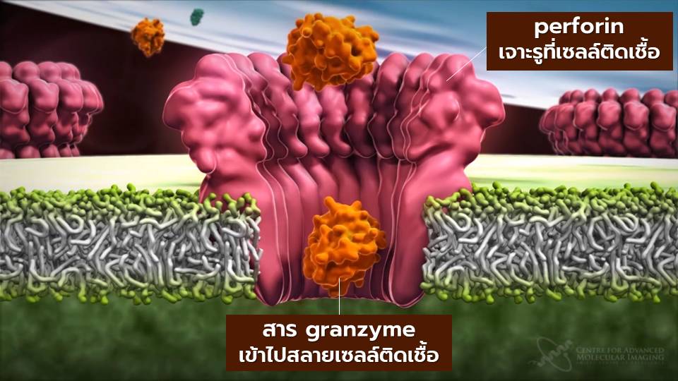 IMAGE - 61735