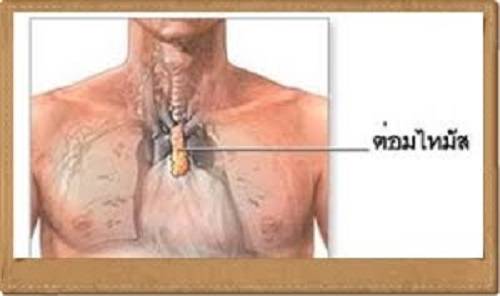 IMAGE - 62838